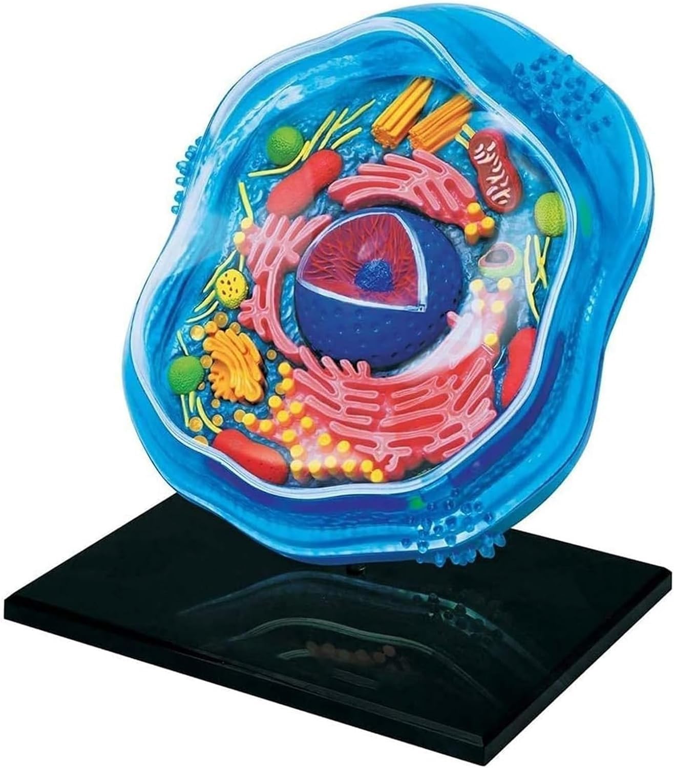 Biology Animal Cells Organ Anatomical Model, Animal and Plant Assembly and Medical Lessons Cell Model Teaching