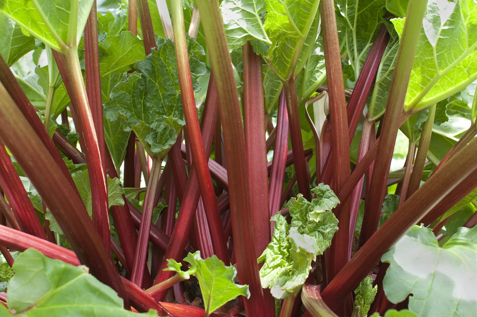 Viridis Hortus - Rhubarb Victoria - 250 (3.58g's) Fruit/Vegetable Seeds