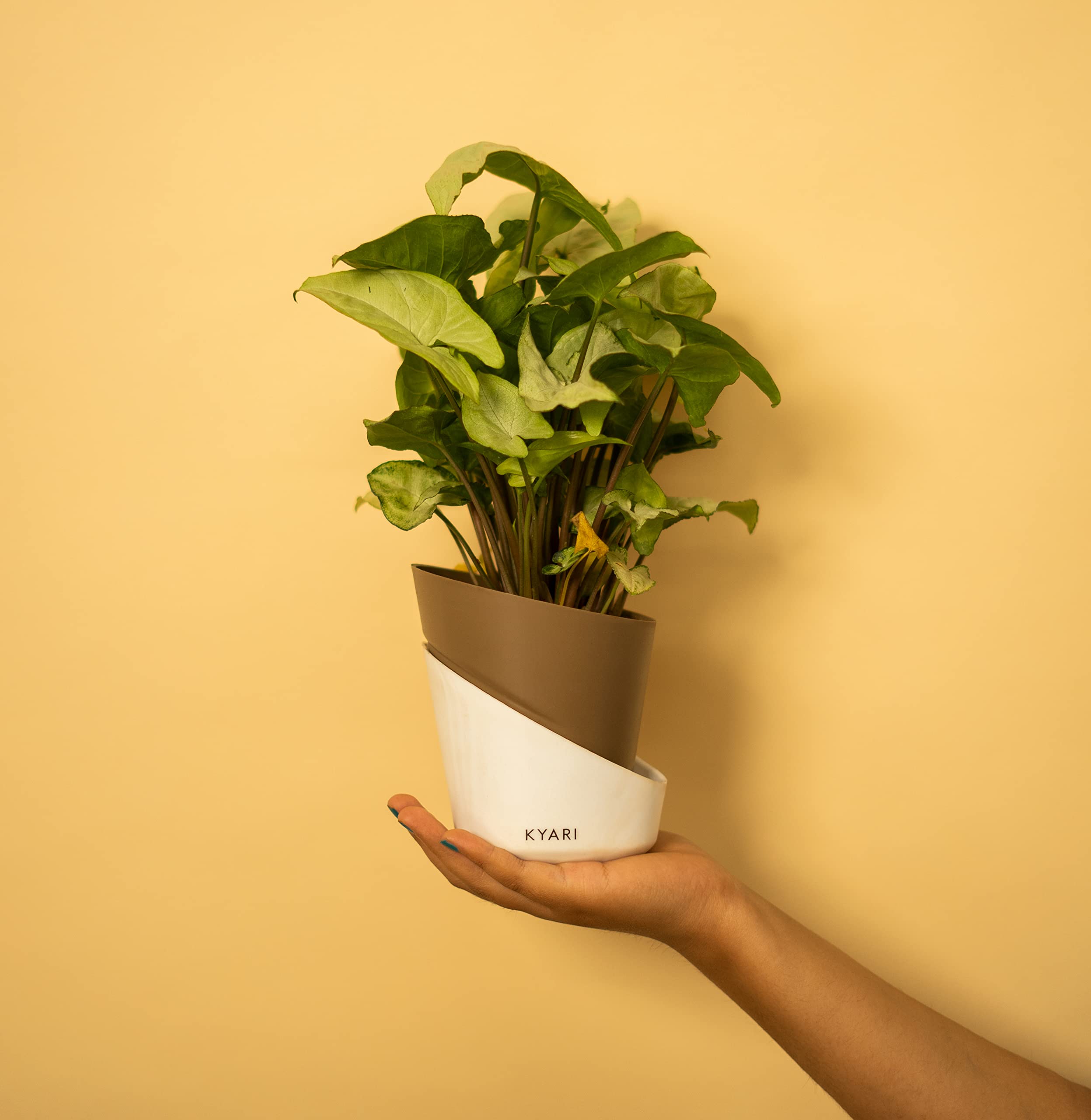 KYARI Syngonium Pixie White Indoor Plants for Living Room | Live Plants | Plants with Dusky Brown Self Watering Pot for Home | Air purifier plants | Plants for Home Decor, Garden & bedroom (B0C1GNXC4H) Amazon Price History, Amazon Price Tracker