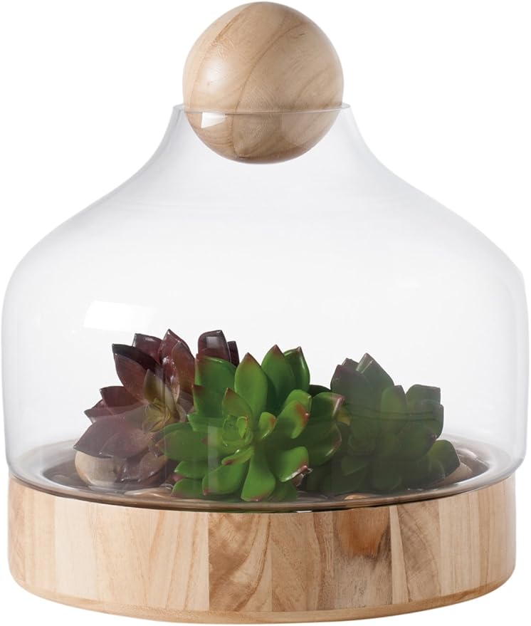 Torre and Tagus Kiefer Glass Dome and Wood Base Terrarium