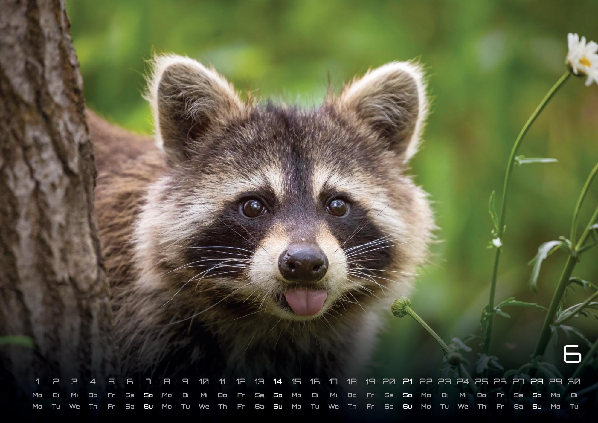 Waldtiere - Heimische Waldbewohner - Der Tierkalender - 2026 - Kalender DIN A2: Der Wandkalender mit den schönsten Waldtier-Motiven für das Jahr 2026 im extragroßen Format DIN A2 (ca. 60 x 42 cm)!