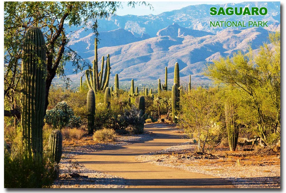 Refrigerator Magnet Multi Color Saguaro National Park Nature Size 2.5'' X 3.5''