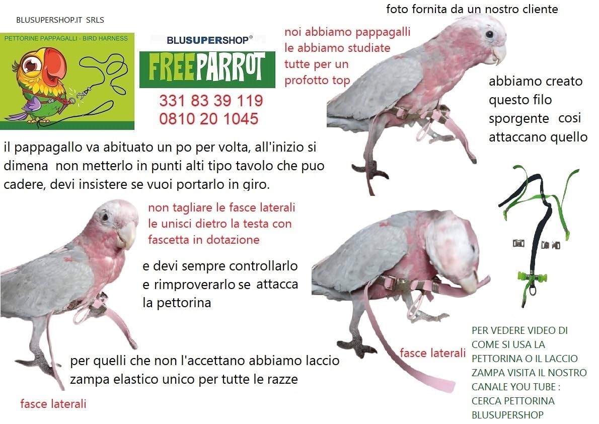 PETTORINA ELASTICA GIALLA PER PAPPAGALLI PARROCCHETTO DAL COLLARE,nastro 10mm, 2 attacchi,PLASTICA O METALLO SGANCIABILI REGOLABILI con GUINZAGLIO 1M x tutte le razze + amuleto