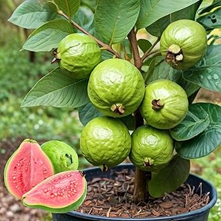 Pink Guava Tree Live Plant, 8 Months Old Guava Fruit Tree Well Rooted, Tropical Fruit Trees for Containers and Garden Growing