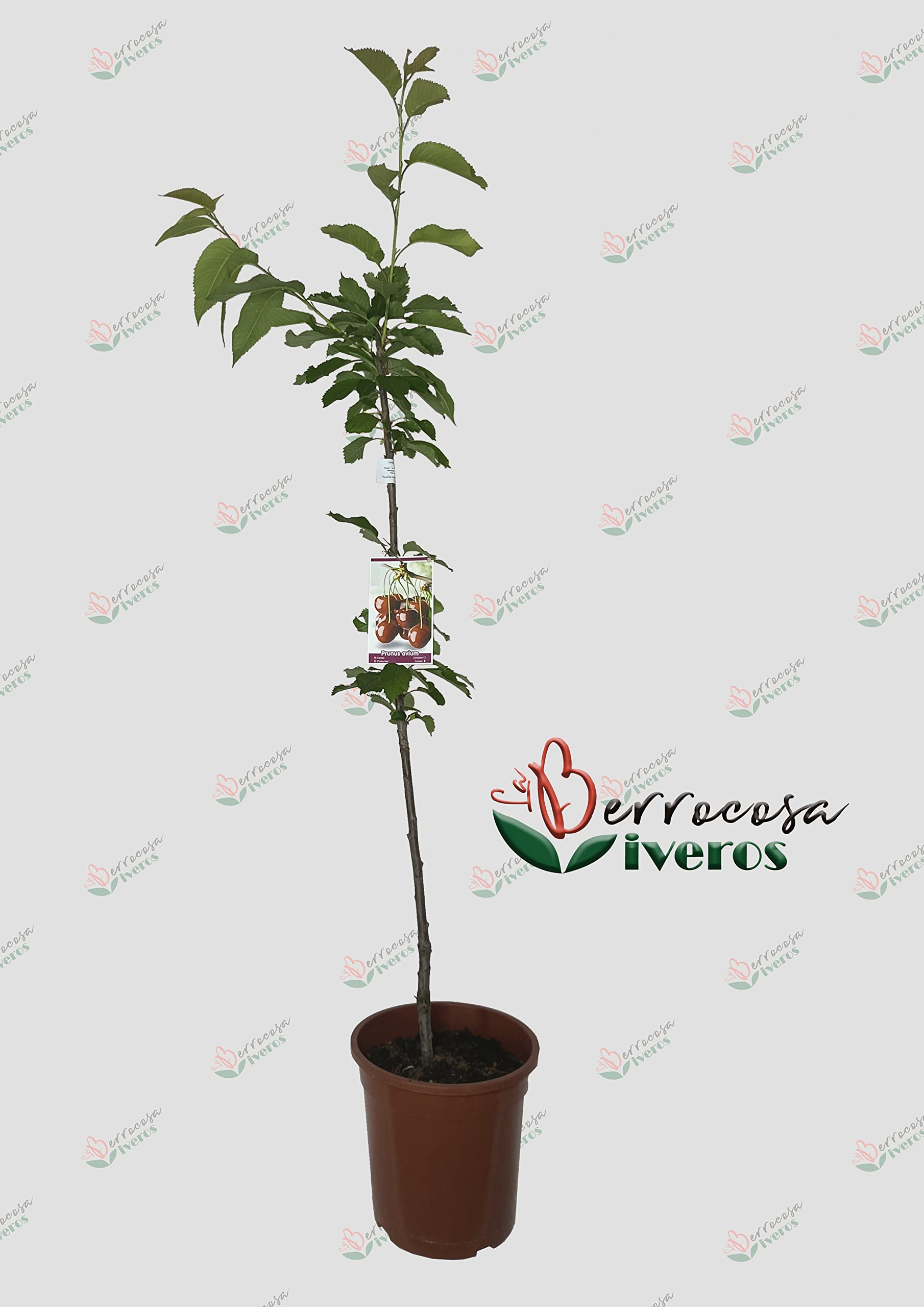 Arbol Natural de Cerezo Valle del Jerte de Viveros la Berrocosa- Altura aprox. 1,35m. - Planta viva