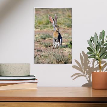 Lantern Press Jack Rabbit, 8x12 Inch Art Print Wall Decor