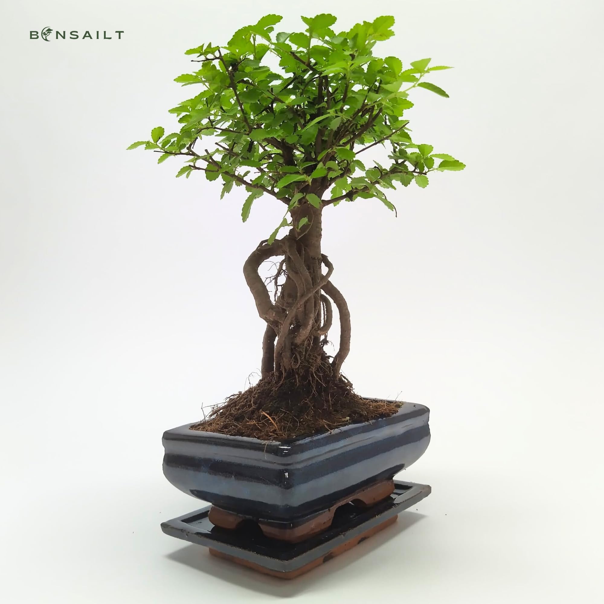Bonsai Baum mit Keramik Blumentopf - Ulmen-Bonsai - ca. 6 Jahre (15cm Schale)