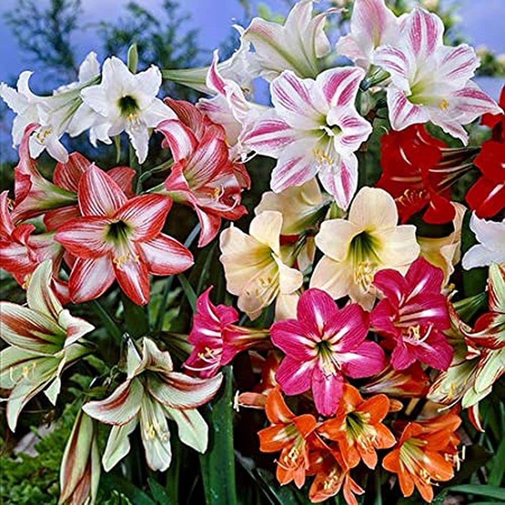 See full amazon price history chart for Live Green Flower Bulbs | Amaryllis Lily Double Petal Flower Bulbs For Home Gardening (10 Bulbs Pack) Live Green Flower Bulbs | Amaryllis Lily Double Petal Flower Bulbs For Home Gardening (10 Bulbs Pack) (B099KJ4RYG) Amazon Price History, Amazon Price Tracker