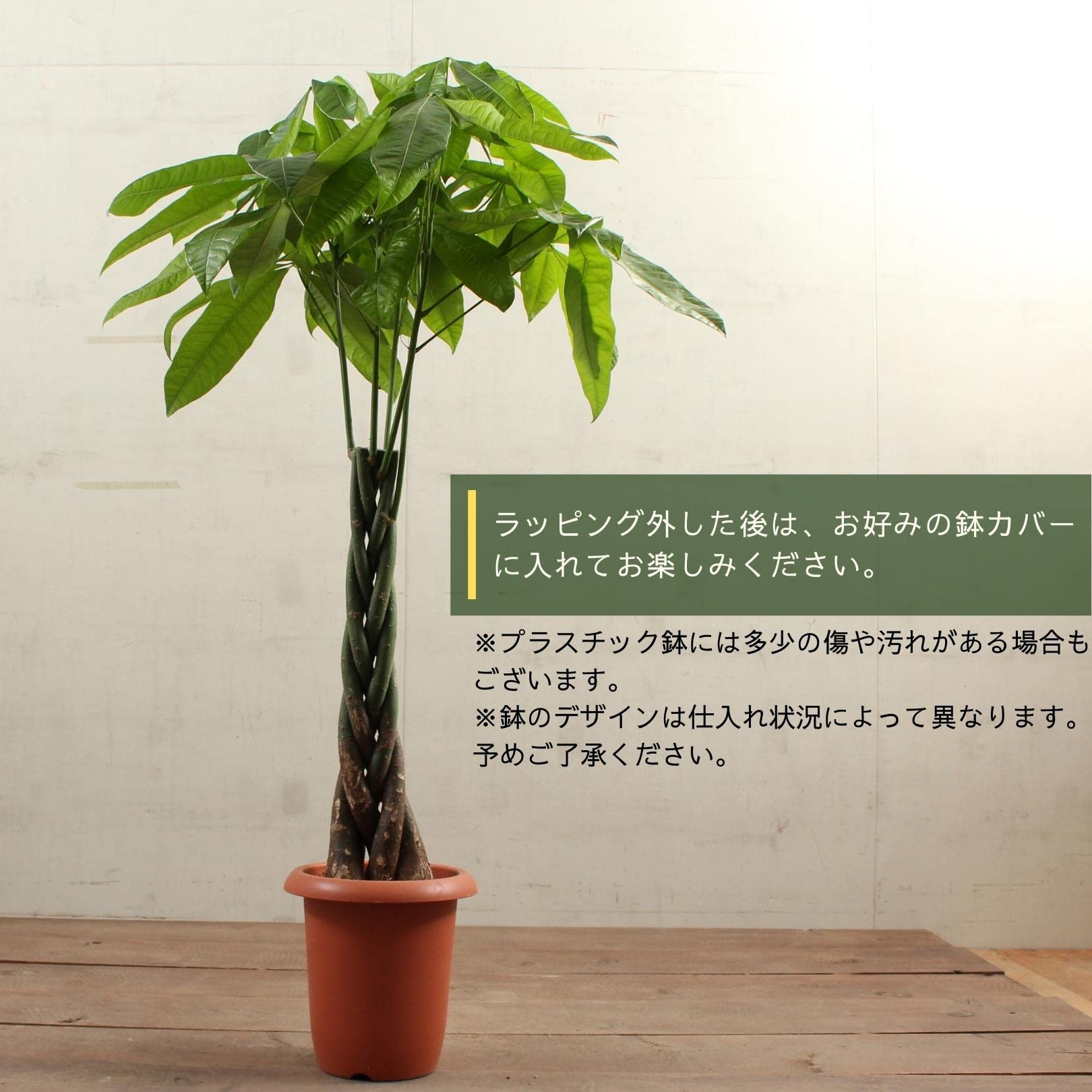 ぱきら（感謝） Amazon｜パキラ 8号 編み 受け皿付 ラッピング済【観葉植物 本物