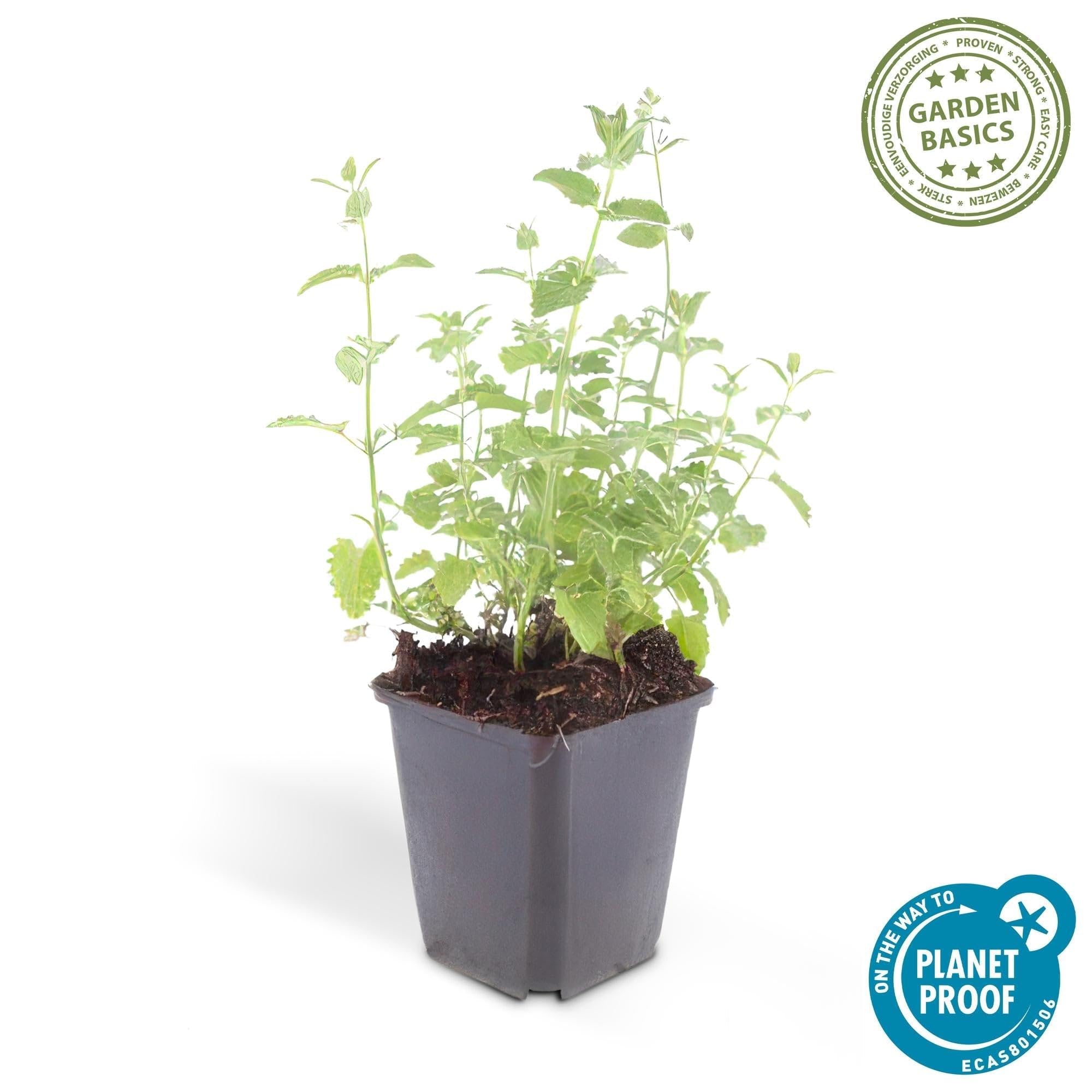 Katzenminze Nepeta 'Six Hills Giant' Lila Staude 12 Pflanzen Ø9 cm 10-25 cm