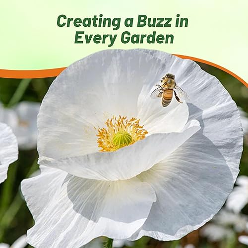 Miniatura 7 de Outsidepride Papaver Rhoeas - Flores de jardín de amapola blanca de seda anual, 500 semillas