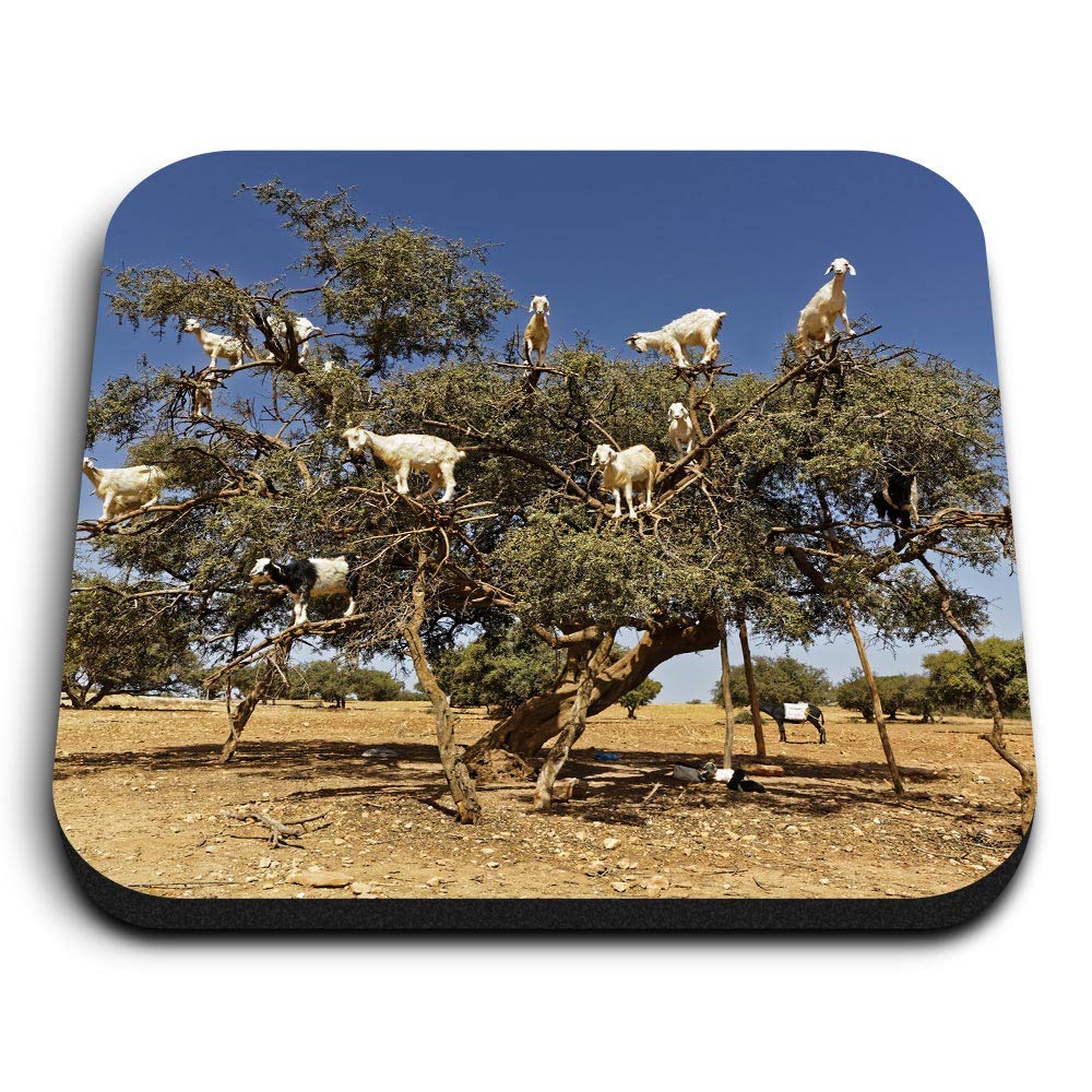 Destination Vinyl Ltd Multicolor 1 X Square Mdf Fridge Magnet - Amazing Ny Tree Goats Animals Wild 8667