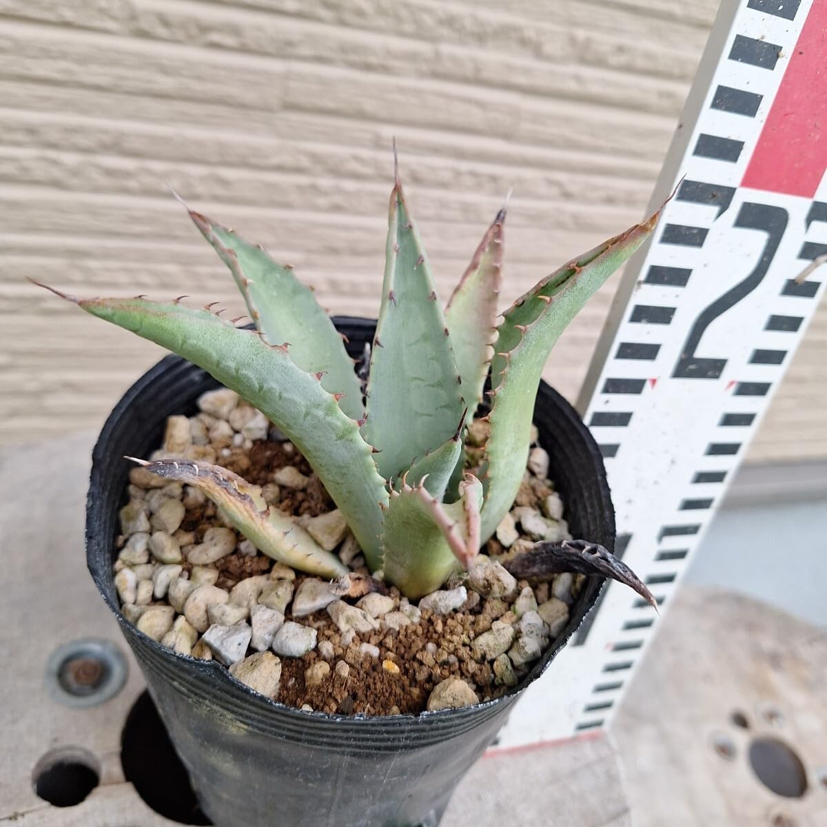 アガベ　吉祥天　抜き苗 アガベ 吉祥天 3子株付き 抜き苗 【公式通販】