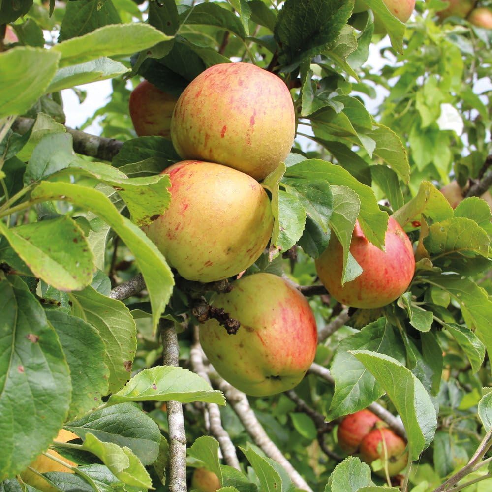 Apple Fruit Tree Collection Small Garden Plant Variety, Easy to Grow
