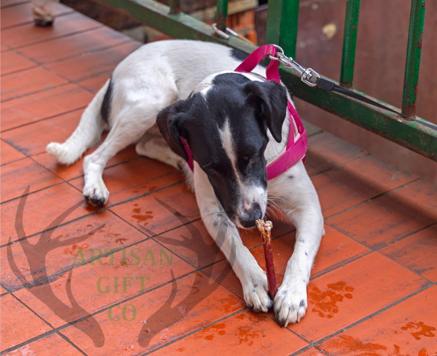 Nerfs de Bœuf pour Chiens 30 cm 5 u. Friandises Naturelles Déshydratées