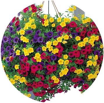 Portal Cool 200Pcs Mixed Colors Hanging Petunia Flower Seeds Balcony Bonsai Calibrachoa Hot