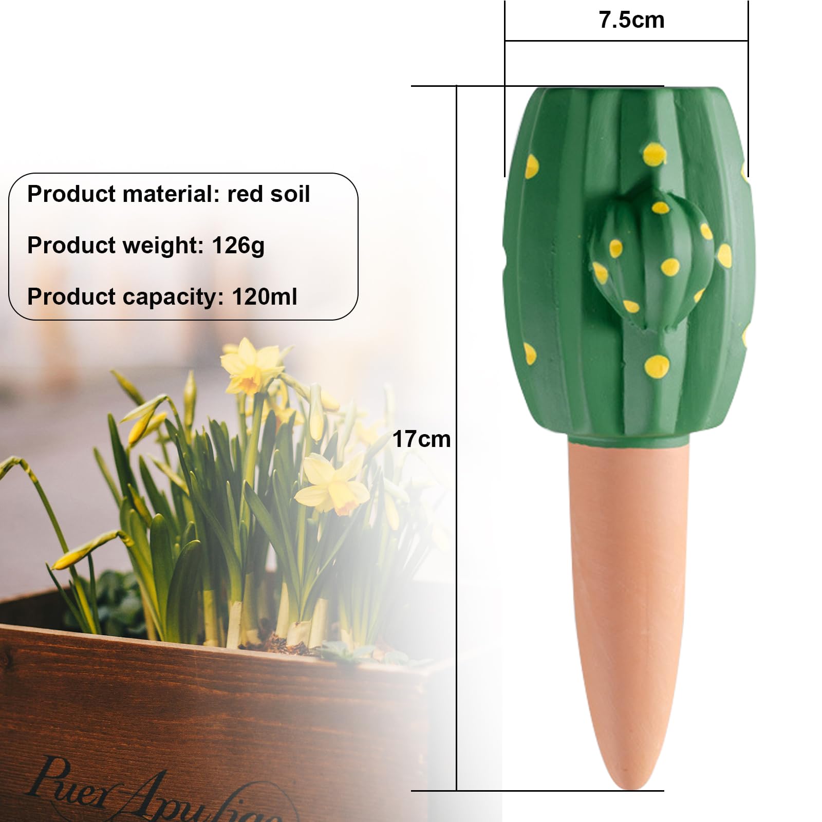 kriechendes pfaffenhütchen Europäisches Pfaffenhütchen (Euonymus europaeus) | 60-80 cm Wurzelware