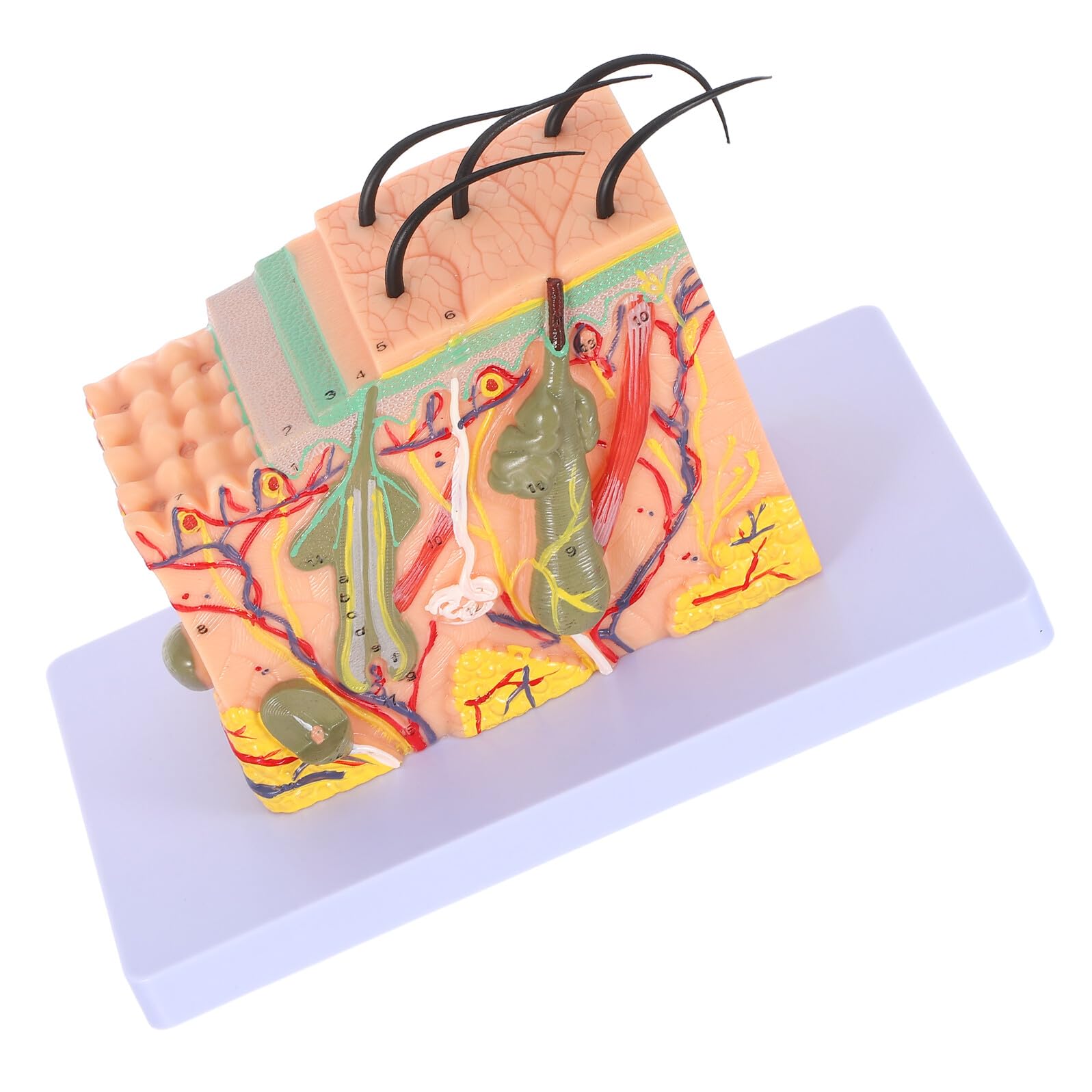 Modello Didattico di Anatomia della Pelle Umana Ingrandito 35 Volte Modello Anatomico Sezionale per Formazione Medica Strumento Scientifico per Scuole e Laboratori di Biologia