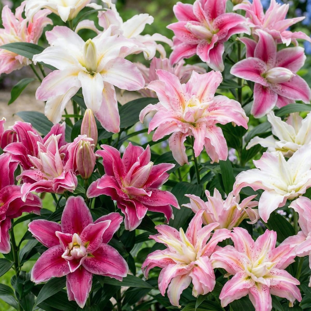 10 Double Gigli Cipolle Collezione Orientale, 5 varietà profumate, 2 di ogni colore, esclusive bulbi perenni miscela resistente all'inverno per giardino (grandi tuberi, senza semi)