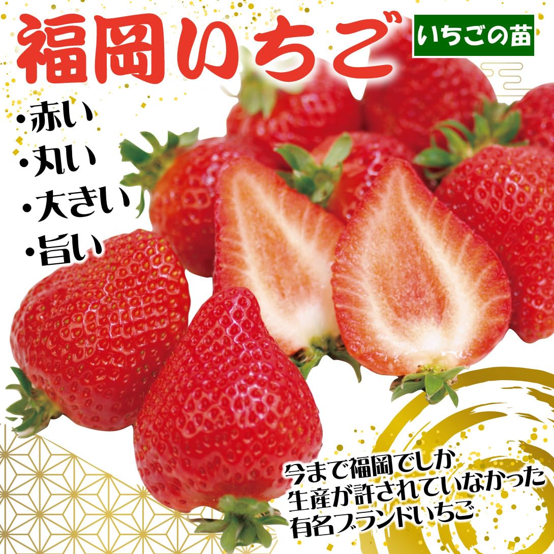 Amazon.co.jp: イチゴ苗 福岡いちご (品種名 福岡S6号) 6株 / 国華園