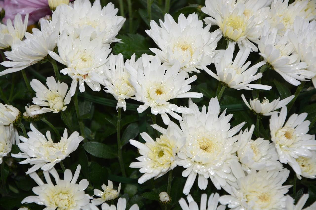 SRI SAI FORESTRY - White Chrysanthemum Flower Seeds, Sevanti, White Shevanti Flower Color Seed Ornamental Plant Flower Seed for Home Garden Terrace Apartments Balcony Pack of 101 (B0CMMF4365) Amazon Price History, Amazon Price Tracker