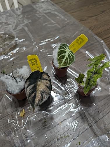 ubuy Ethiopia
