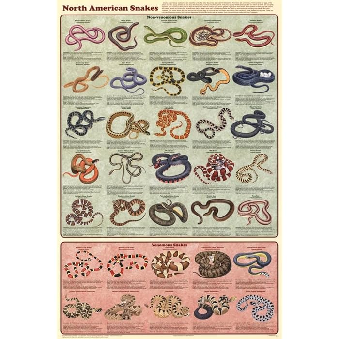 Buy North American Snakes Educational Science Chart Poster Online at