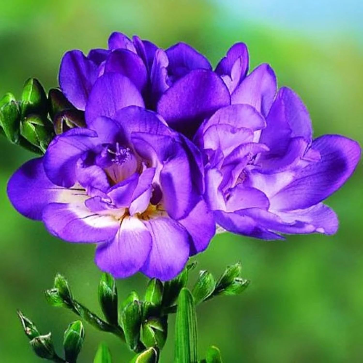 Flores
