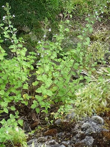 Echte Bergminze (Calamintha nepeta) - ca. 300 Samen Wildblume Küchenkräuter Teekräuter gute Bienenpflanze