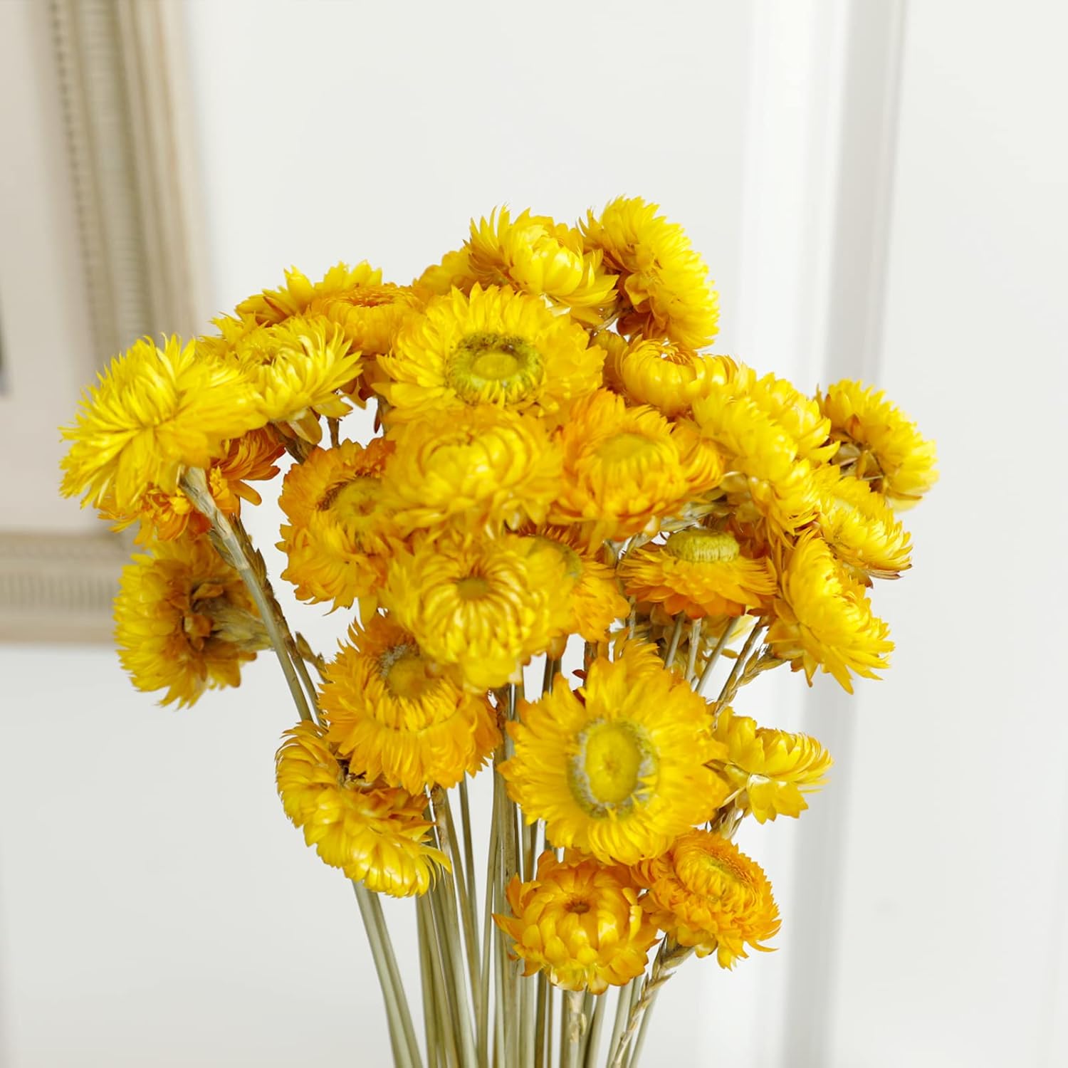 安全 デイジー 花 イエロー Www Rubberdev Gov Lk 安全 デイジー 花 イエロー Www Rubberdev Gov Lk