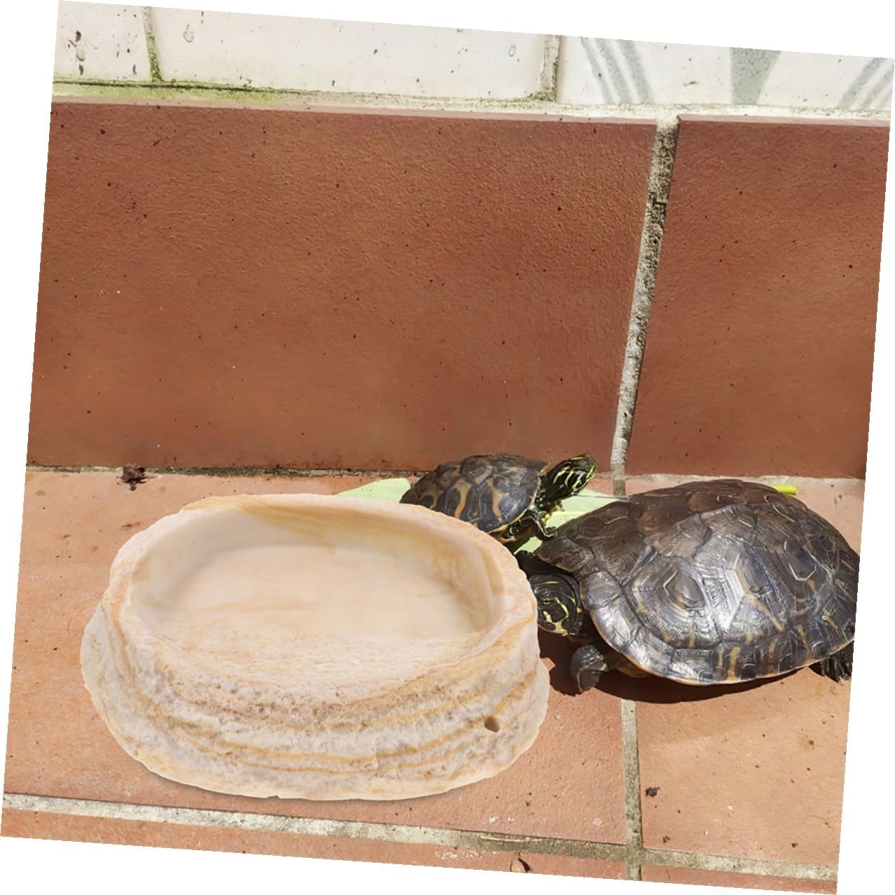 Healifty 2pcs Reptile Food and Water Bowl Set, Matte Rock-Texture Terrarium Feeding Dish, Sturdy Pet Feeder for Lizards, Frogs, Snakes, Suitable for Reptile Habitat and Terrarium Use