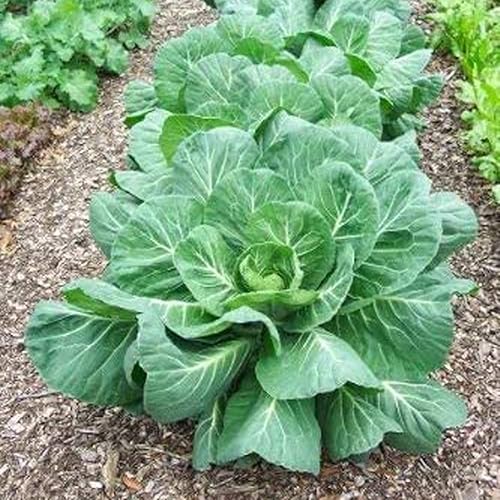 Miniatura 3 de UtopiaSeeds Georgia Southern Collard Seeds - Deliciosas verduras - Semillas de col
