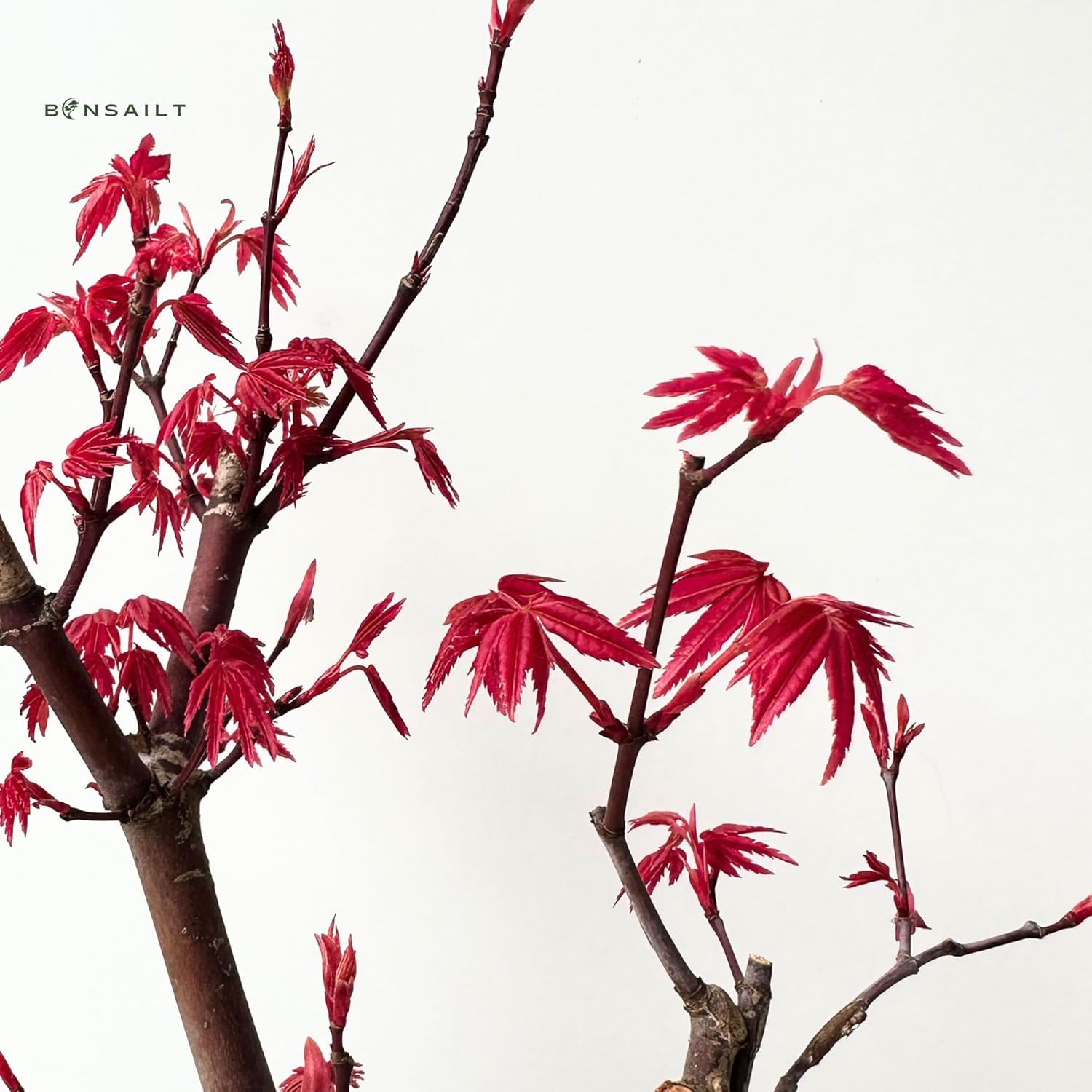 Bonsai mit Keramik Blumentopf - 20 cm Schale ca. 6 Jahre, Acer Deshojo/Japanischer Fächerahorn - Acer (Ahorn) Bonsai/Ligustrum, Ficus, Carmona, Podocarpus, Chinese elm - ca. 9-11 Jahre