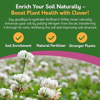 Pronto Seed White Clover Seeds 500g - Ground Cover & Green Manure