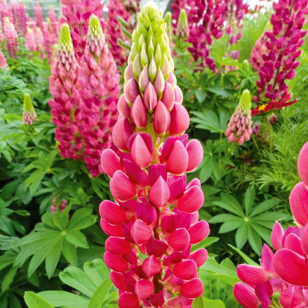 Lupin 'Lupini Red'. Plug Plant x 4. Red Perennial Flowers. Dwarf Variety. Available from Bedwen