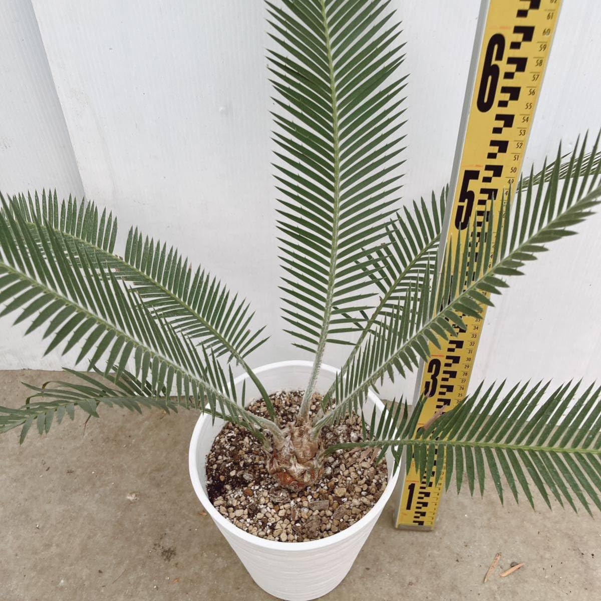 Amazon.co.jp: サイカス ディオーン アルジェンテウム 約7号 大型大株