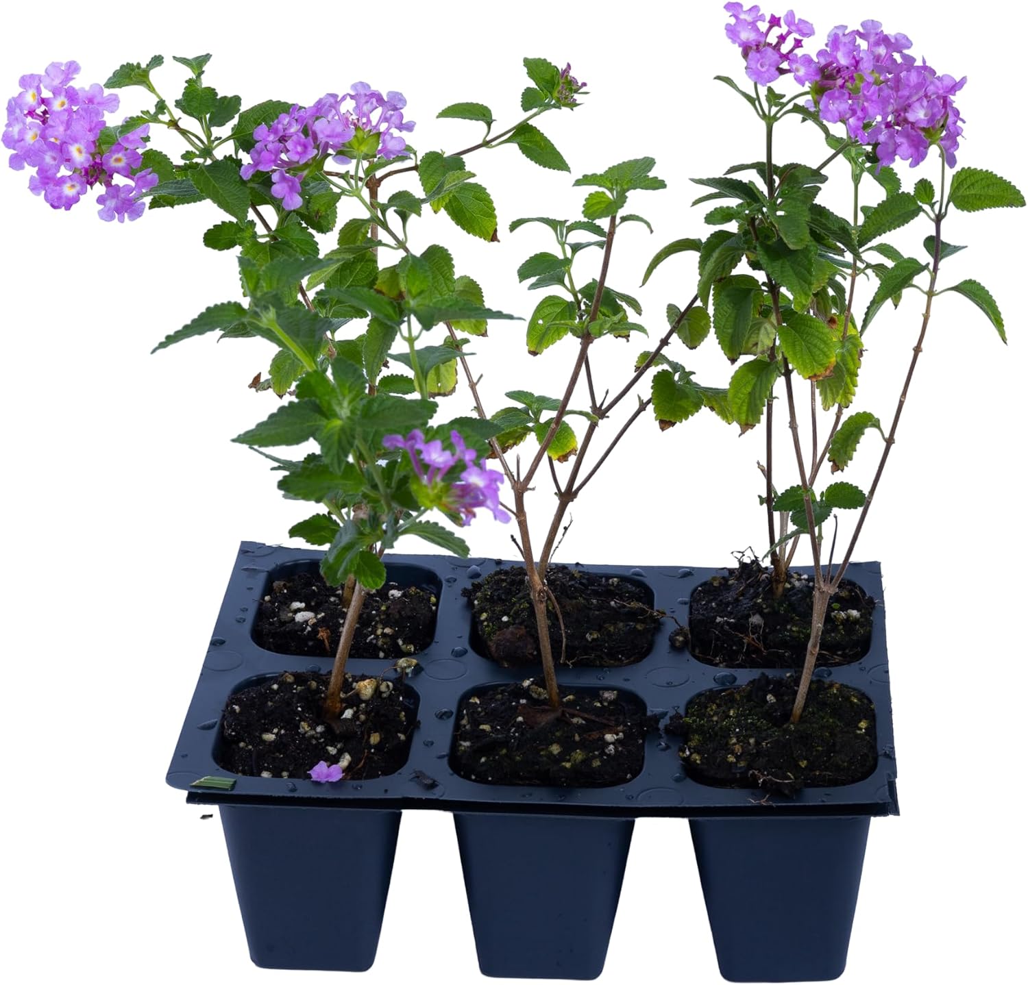 3 Purple Trailing Lantanas, Live Plants – Continuous Blooms, Thriving in 2.5” Nursery Cubes