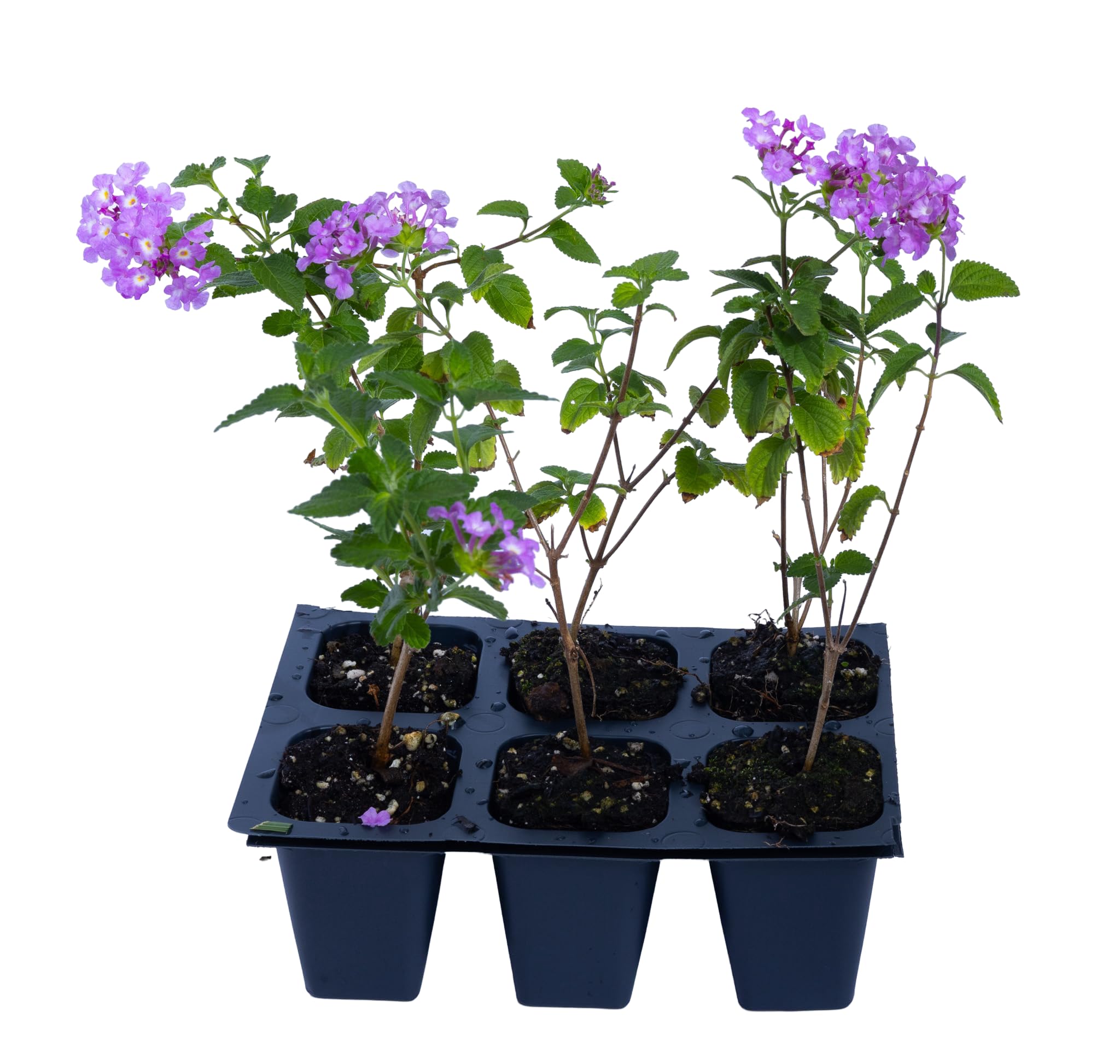 Purple Trailing Lantanas