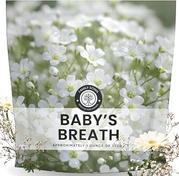Babys Breath 22,000 Seeds for Planting 2026 Season 1 Ounce Pouch