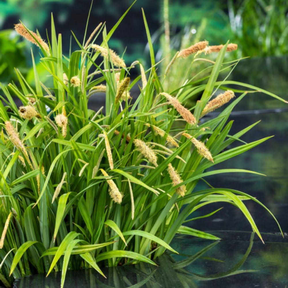 Carex pendula Pendulous Sedge Marginal Aquatic Hardy Perennial 9cm Pot x 3 Plants by Thompson & Morgan