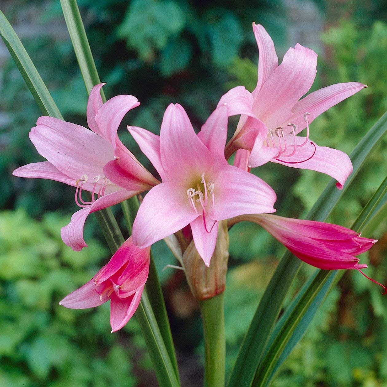 Crinum Lily Pink Imported Variety Summer Flowering Bulbs, Pack of 4 Flower Bulbs for Planting, FLORA SEEDS-image-38