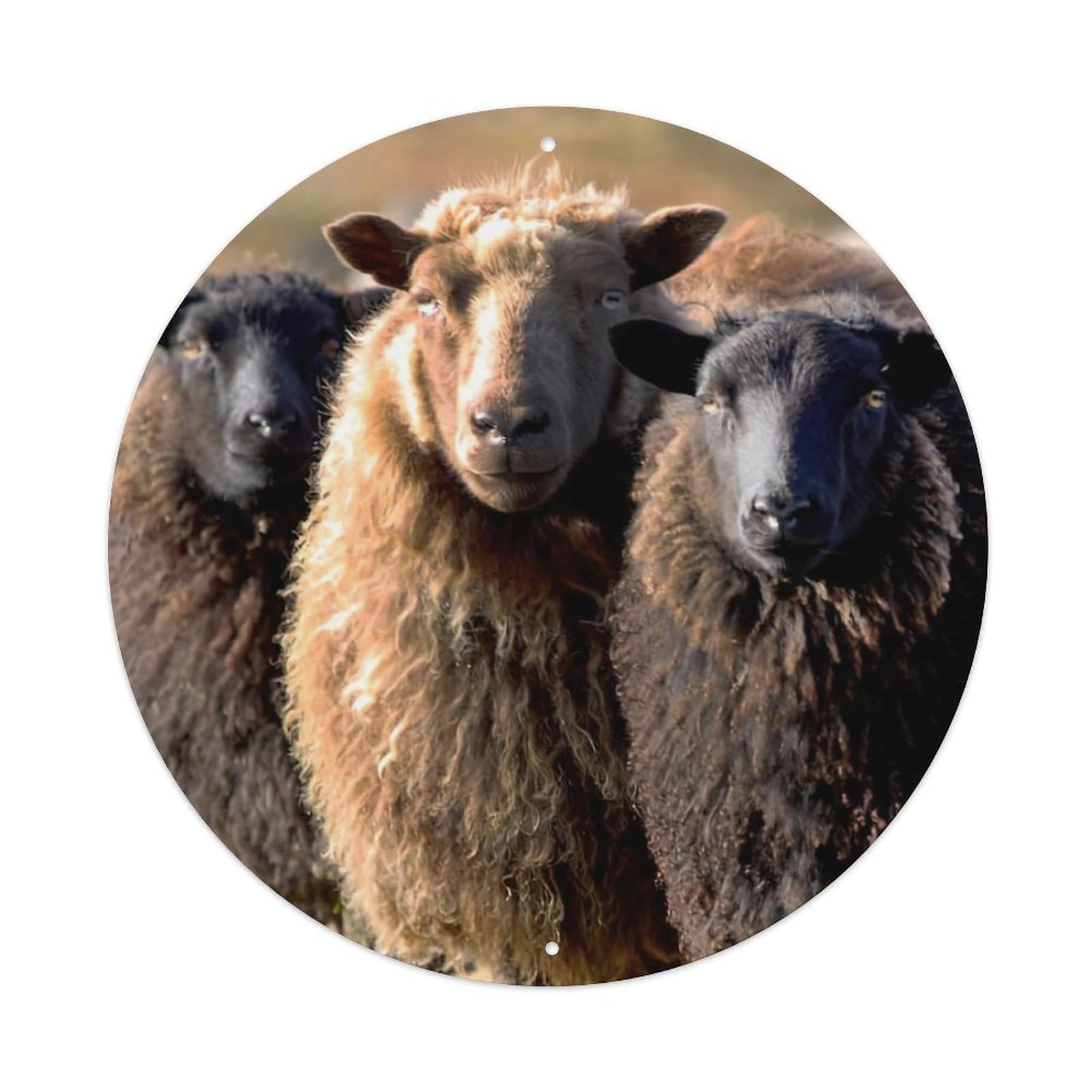 Shetland Sheep Animal Vintage Metal Tin Sign Plaque Wall Decor for Cafe, Club Bar, Office, Garden Metal Poster 8x8Inch