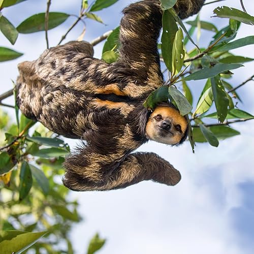 Miniatura 2 de SLOTHS 2024 Wall Calendar | Benefits Sloth Conservation | Sloth Facts | Baby Sloths | 12 x 12 Inch Monthly Wall Calendar