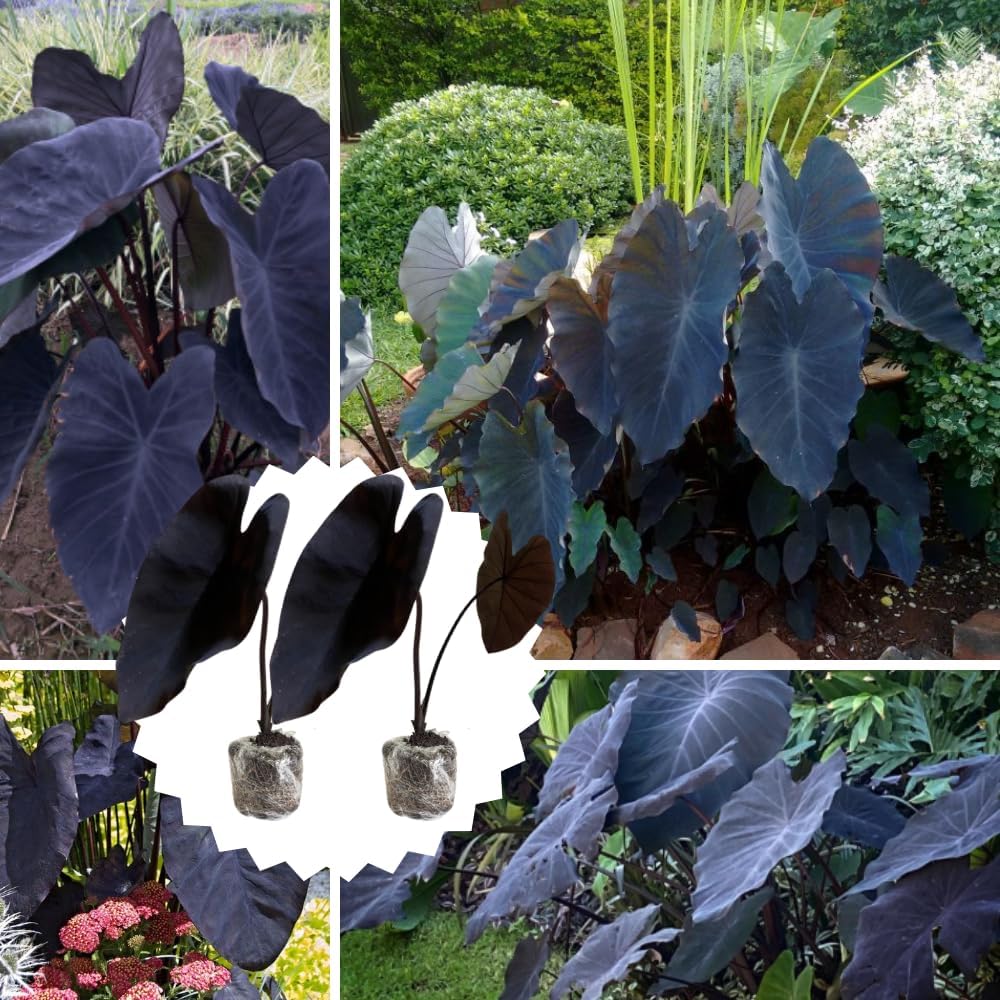 2 Colocasia Plants Live, Colocasia Esculenta Elephant Ears Live Plant, Esculenta Taro Houseplant, 5-7" Tall, No Pot (Variegated Colocasia)