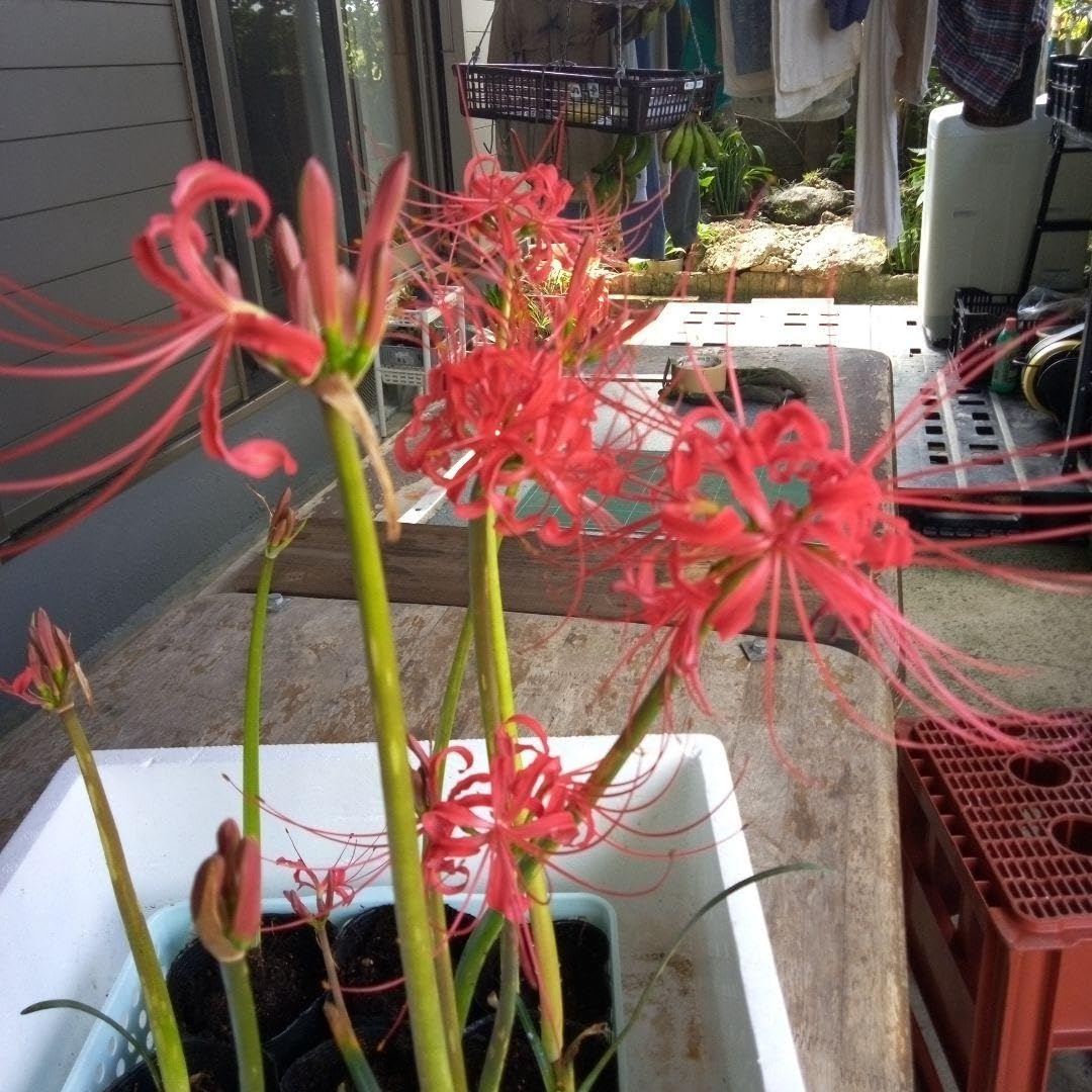 Amazon.co.jp: 赤い彼岸花10球 : ホビー