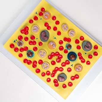 Teaching Display Model, Human Blood Cells Relief Model, Anatomically Accurate, with Clear Numerical Identification