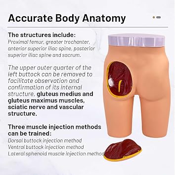 Advanced Buttock Muscle Injection Model Medical Hip Injection Training Simulator Intramuscular Injection Training Anatomical Model for Medical Students Or Nurses Teaching Model