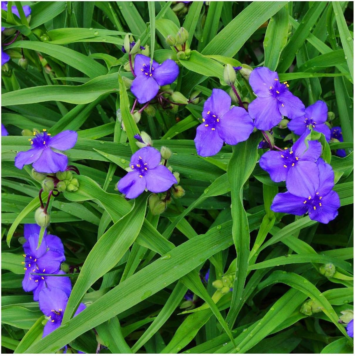 Everwilde Farms - 1 Oz Ohio Spiderwort Native Wildflower Seeds - Gold Vault