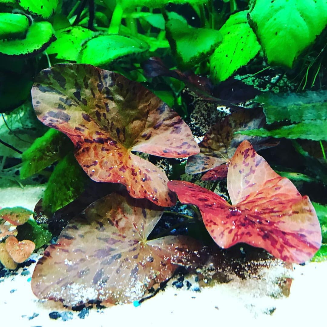 Tigerlotus - Plante en laine - Pour aquarium - Rouge