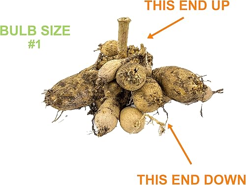 Miniatura 5 de Garden State Bulb Topmix Single Mix - Bombillas de flores de dalia multicolor, primavera (bolsa de 8)